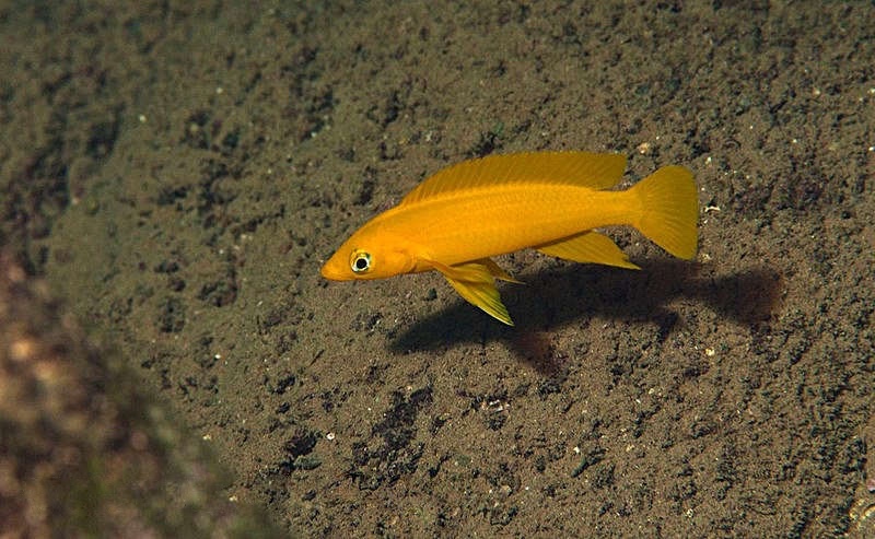 Neolamprologus longior 'Segunga'